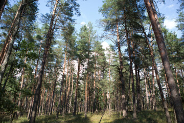 Ukraine Kyiv region landscape on a cloudy spring day