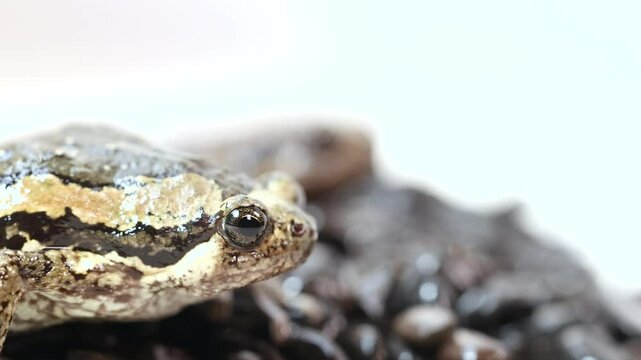 Striped Frog Breathing on Pebbles in Studio Close-Up