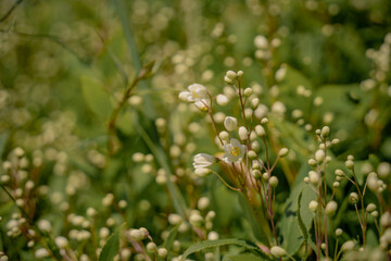 Delicate White Blossoms in Spring Meadow