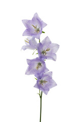 Purple bellflowers isolated on white background