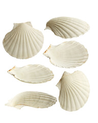 sea ​​shells isolated on white background