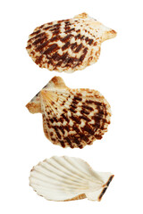 sea ​​shells isolated on white background