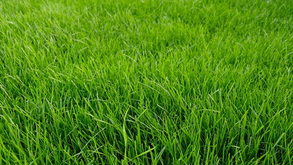 Green grass meadow, natural greenery background texture of lawn garden pattern. Lawn for training football pitch, Grass Golf Courses. Perfect for ecology, healthy lifestyle and cleanliness themes. 