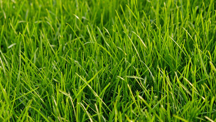 Green grass meadow, natural greenery background texture of lawn garden pattern. Lawn for training football pitch, Grass Golf Courses. Perfect for ecology, healthy lifestyle and cleanliness themes. 