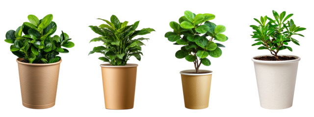 Set of a small plant in a paper cup, isolated on a transparent background.