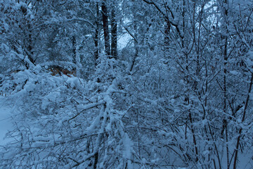 Ukraine Kyiv city park on a winter day