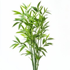 Fototapeta premium A cluster of vibrant green bamboo stalks with long slender leaves against a clean white background