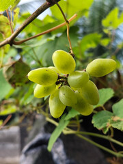 A small bunch of immature light green grapes hanging from the stem with large green leaves in the background.