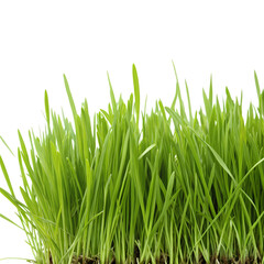 Fototapeta premium Vibrant Green Grass Blades isolated on transparent baackground