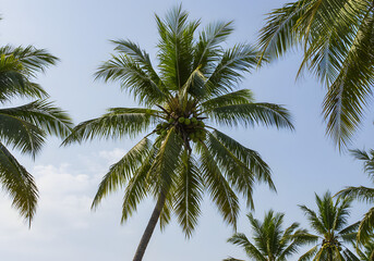 Tropical Paradise A LowAngle View of Majestic Palm Trees