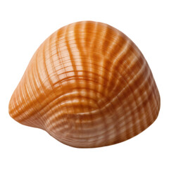 Obraz premium Close-up of a glossy orange and white seashell against a transparent background.