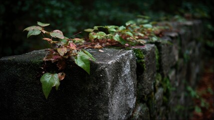 Stone wall embraced by tenacious greenery