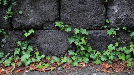 Verdant tendrils embrace dark stone blocks