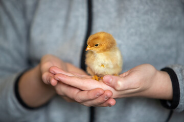 Jeune adolescente tenant un poussin caramel dans des deux mains. Scène en intérieur, plan très rapproché sur l'animal.