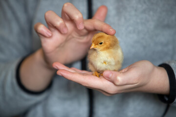 Jeune adolescente tenant un poussin de couleur caramel dans une main et le caressant du bout des doigts. Scène en intérieur, plan très rapproché sur l'animal. © AGDER