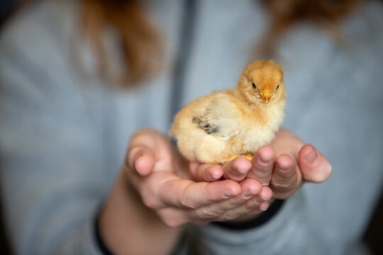 What is Poussin Bird 