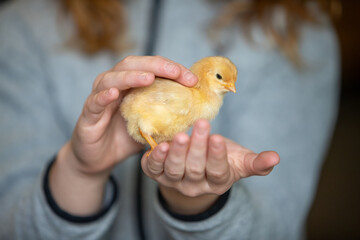 Jeune adolescente tenant un poussin de couleur caramel dans une main et le caressant du bout des doigts. Scène en intérieur, plan très rapproché sur l'animal. © AGDER