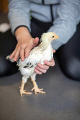 Jeune adolescente tenant entre des deux mains et caressant, un jeune poulet âgé de 4 semaines. Scène en intérieur, plan très rapproché sur l'animal.