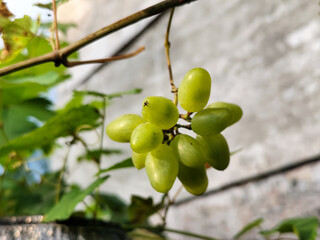 A small bunch of immature light green grapes hanging from the stem with large green leaves in the...