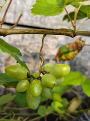 A small bunch of immature light green grapes hanging from the stem with large green leaves in the background.