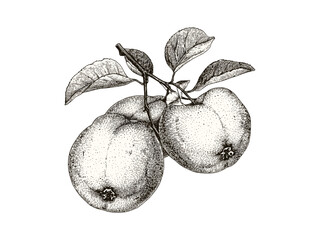 Retro quince fruit engraved illustration, vintage botanical print, hand-drawn black ink sketch, antique food decor, healthy fruit drawing, old engraving style, rustic farmhouse wall art