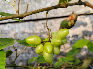 A small bunch of immature light green grapes hanging from the stem with large green leaves in the...