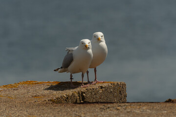 Two seagulls standing side by side on a concrete edge near the sea, facing the camera. The birds are captured in sharp detail with a soft, out-of-focus ocean background, creating a calm and natural co
