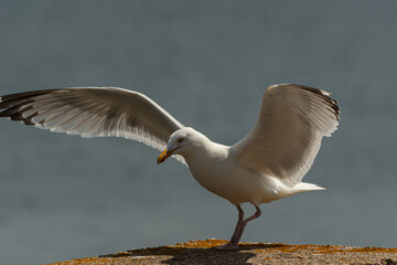 A close-up image of a seagull preparing to take off from a rock ledge with its wings fully...