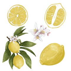Colorful illustration of lemon branches with fresh yellow lemons and green leaves. A vibrant botanical composition perfect for kitchen prints, recipe cards, packaging, or summer-themed designs.