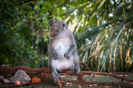 Long-tailed macaque sits peacefully on a tree branch while eating a fresh pink rose apple.