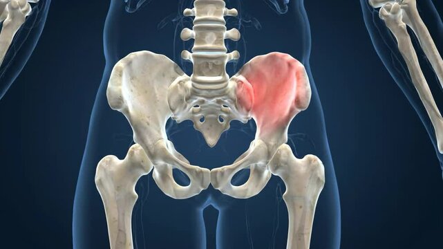 Human pelvis anatomy highlighting bone and muscle structure