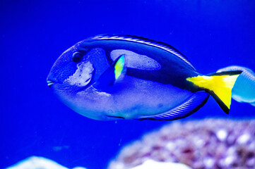 Ein Paletten-Doktorfisch (Paracanthurus hepatus) schwimmt im Wasser