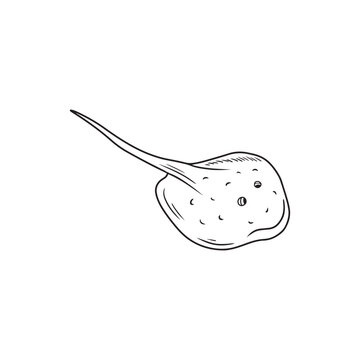 Batomorphi, Batoid drawing in black isolated on white background, Hand drawn vector sketch illustration in doodle engraved vintage line art style. Sea animal, wild underwater fish