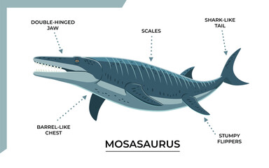 Anatomy of a Mosasaurus