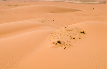 Desert Dunes and Vegetation