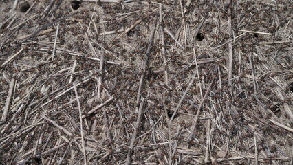 CloseUp View of Ground Texture Featuring Ants, Twigs, Fallen Debris, and Various Elements