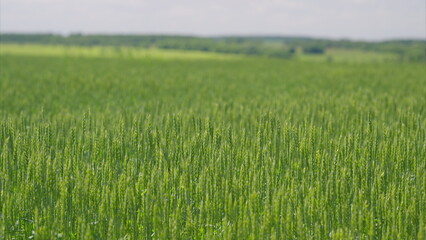 A Beautiful Lush Green Wheat Field Stretching Out Under a Bright and Clear Blue Sky