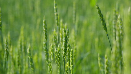 Lush, vibrant green grasses illuminated by warm sunlight create a picturesque natural scene