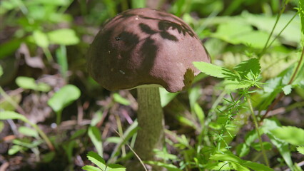 A Stunning Brown Mushroom Thriving in Its Natural Habitat, Surrounded by Delicate Flora