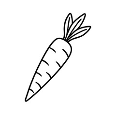 vibrant carrot vector illustration