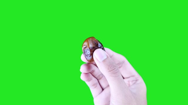 Right hand holding date fruit and rotating it isolated on green screen background