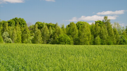 A Beautiful Lush Green Field Adorned with Trees Beneath a Clear Blue and Bright Sky