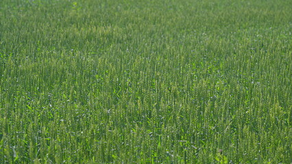 A Beautiful Lush Green Field of Wheat is Completely Ready for the Upcoming Harvest Season
