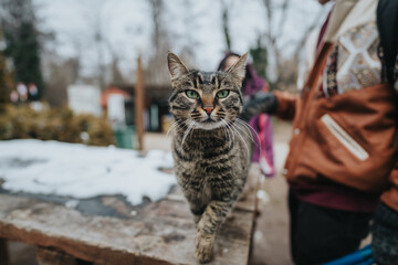 A curious tabby cat walks on a wooden surface in an outdoor winter setting. The snowy environment...