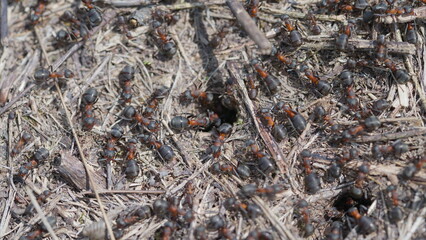 A CloseUp Look at Ants in Their Habitat, Observing Their Behavior and Environment