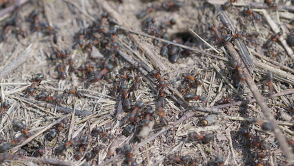 Ants in their habitat display unique behaviors that highlight their social structures and roles