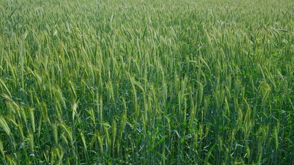 A picturesque and lush green wheat field thriving under the bright and warm sunlight