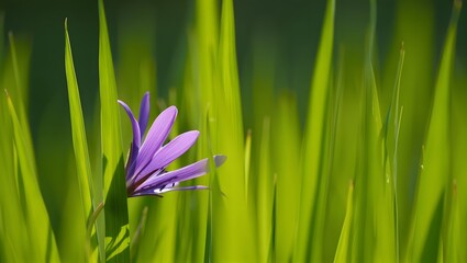 green grass and blue flowers