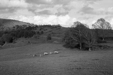 cows in the field