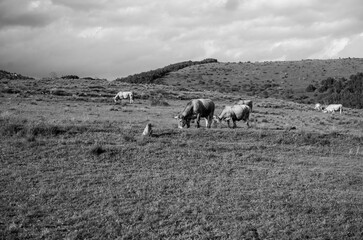 herd of sheep